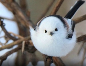 He Wanqiu